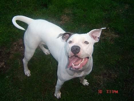 Amerikansk bulldog Freja RIP billede 3