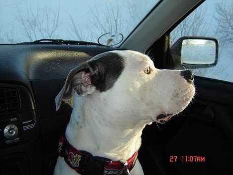 Amerikansk bulldog Freja RIP - Elsker at kører bil. billede 4