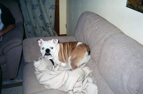 Engelsk bulldog Alfred - Det her er MIN plads... billede 10