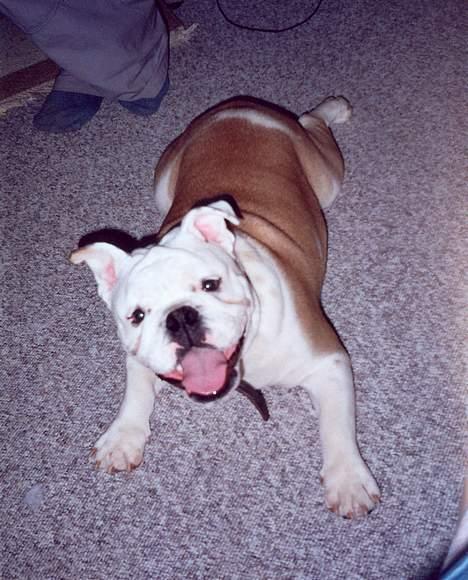 Engelsk bulldog Alfred billede 11