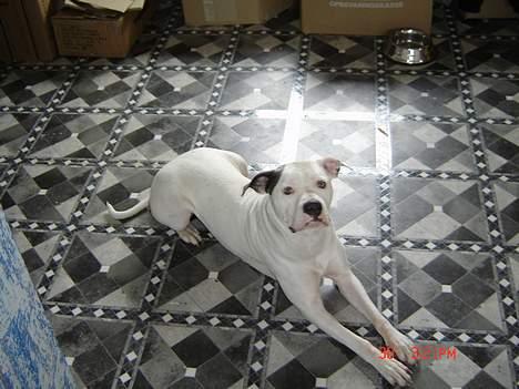 Amerikansk bulldog Freja RIP billede 5