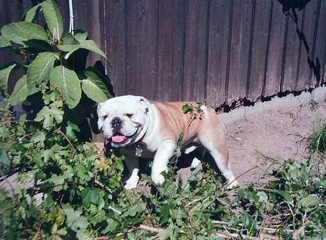 Engelsk bulldog Alfred billede 12