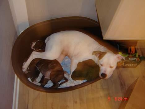 Amerikansk bulldog Freja RIP - Frejas nye samlever. billede 6