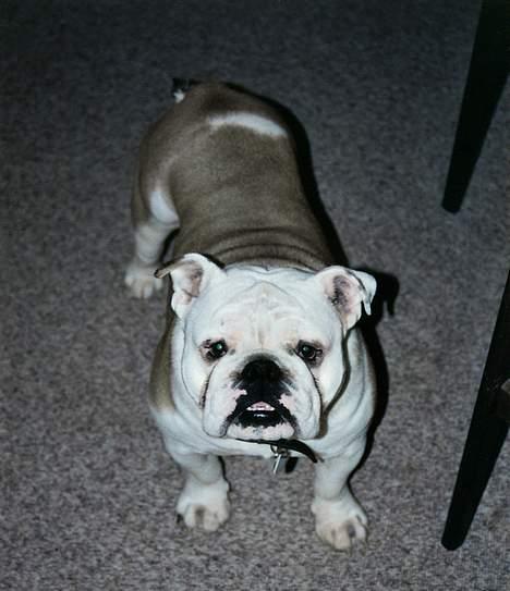 Engelsk bulldog Alfred billede 13