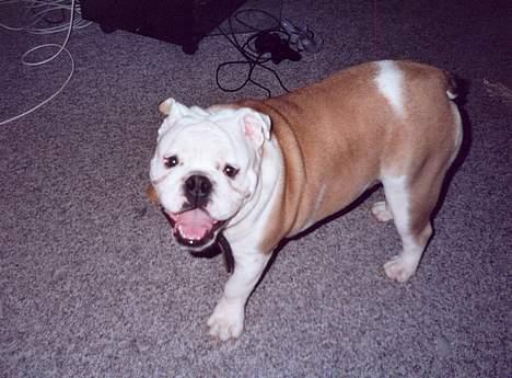 Engelsk bulldog Alfred billede 14