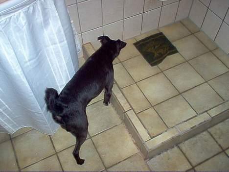 Dansk svensk gaardhund cæsar. - jeg ?? skal da ikke der ide nej nej det kan i godt glemme mor og far. billede 9