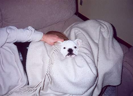 Engelsk bulldog Alfred billede 15