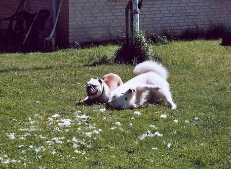 Engelsk bulldog Alfred - Min bedste lege kammeret, desværre er han ikke iblandt os længere.. billede 16