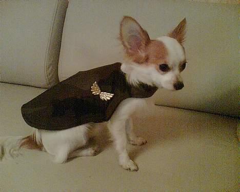 Chihuahua Zaki - Zaki med sit nye dækken:) Fra den 29/3-06 billede 11