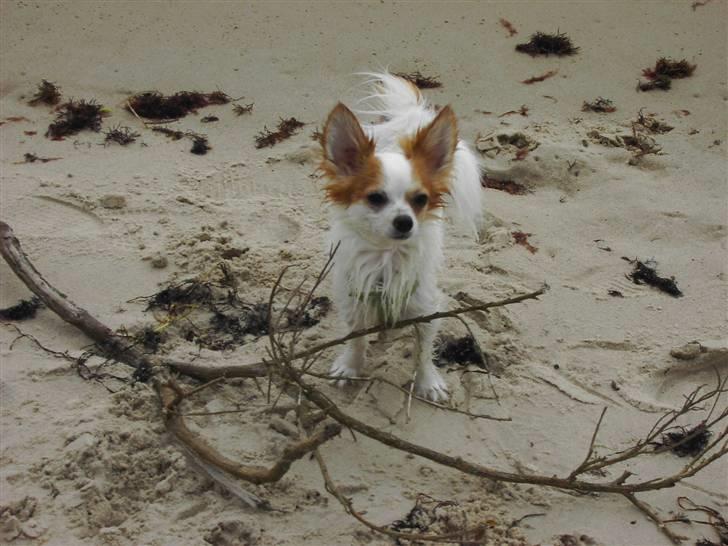 Chihuahua Zaki - Zaki med sin nye cap og tørklæde;) Fra den 29/3-06 billede 12