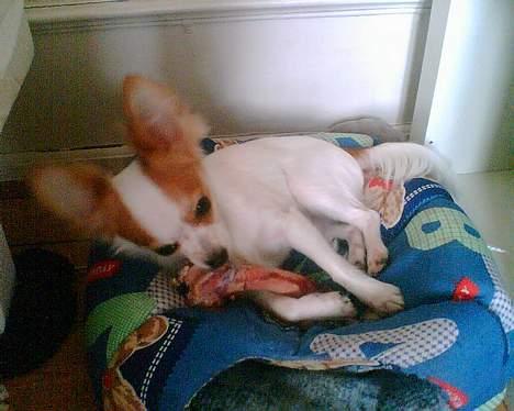 Chihuahua Zaki - Zaki med hans ben..  billede 13