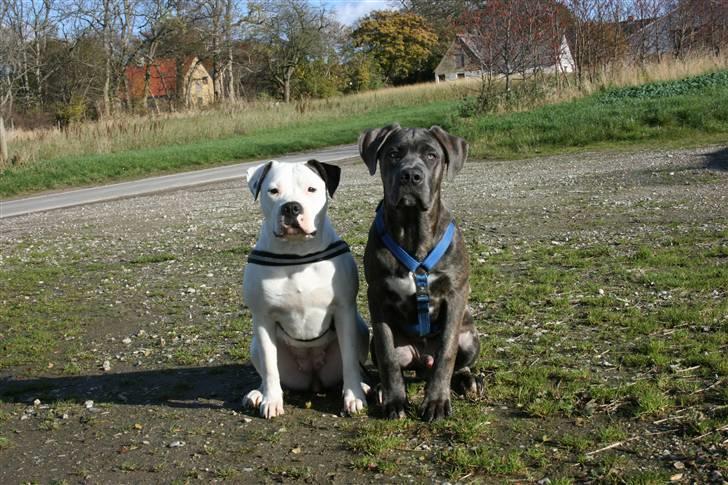 Amerikansk bulldog Razzia - Jeg har altid været meget fotogen! prøver at lære min lillebror det!!! billede 7