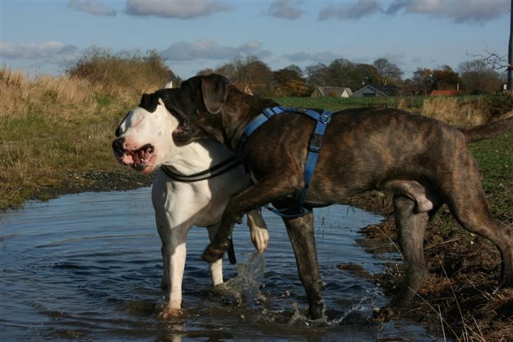 Amerikansk bulldog Razzia - mig og lille bror! "vi leger bare!!!" billede 8