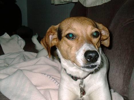 Dansk svensk gaardhund Rita (DØD 02.02.07) - Er jeg ikke bare smuk billede 7