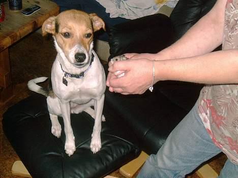 Dansk svensk gaardhund Rita (DØD 02.02.07) - En hamster mon, den bider billede 8