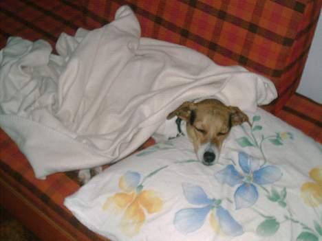 Dansk svensk gaardhund Rita (DØD 02.02.07) - Kom så far så er der tid til en middagssøvn billede 9