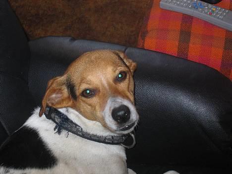 Dansk svensk gaardhund Rita (DØD 02.02.07) - Jeg er bare så træt billede 10