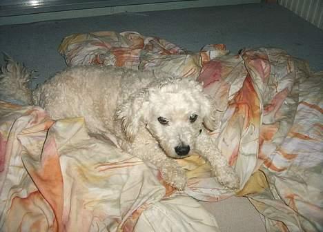 Bichon à poil frisé Victor DØD - victor i min seng, han er nyklippet billede 15