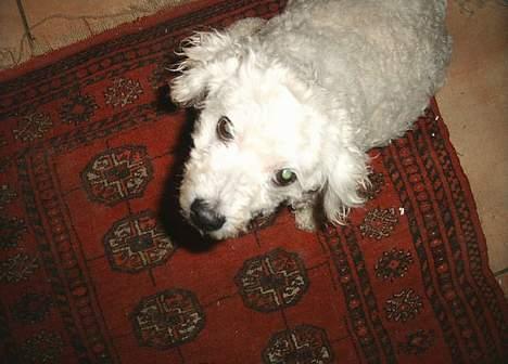 Bichon à poil frisé Victor DØD - nuzzer victor man kan se hans søde ansigt:) billede 16