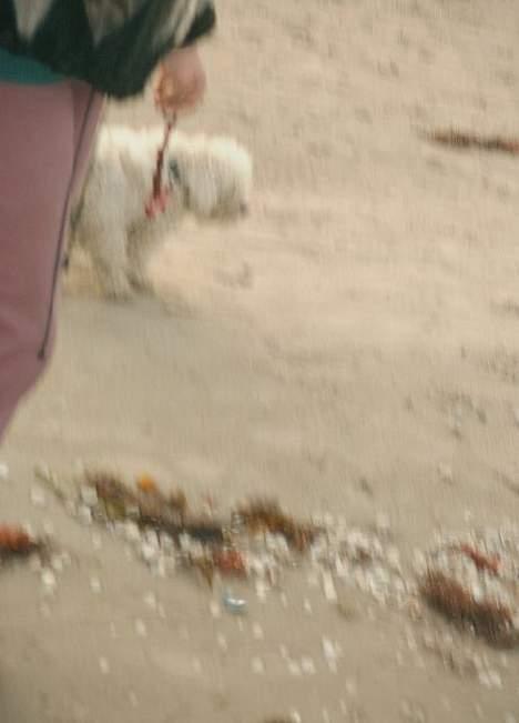 Bichon à poil frisé Victor DØD - victor ude at gå tur på holbæk strand 2004 billede 17