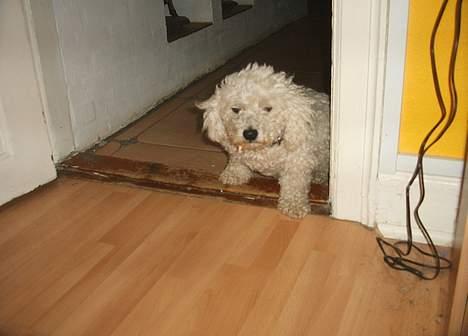 Bichon à poil frisé Victor DØD - victor  billede 18