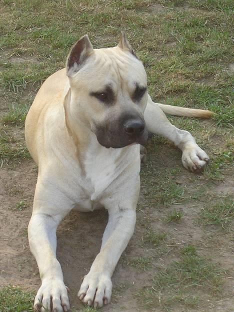 Blanding af racer Diago - lidt smuk kan man vel altid være, når mor tager billeder *smiler* billede 1