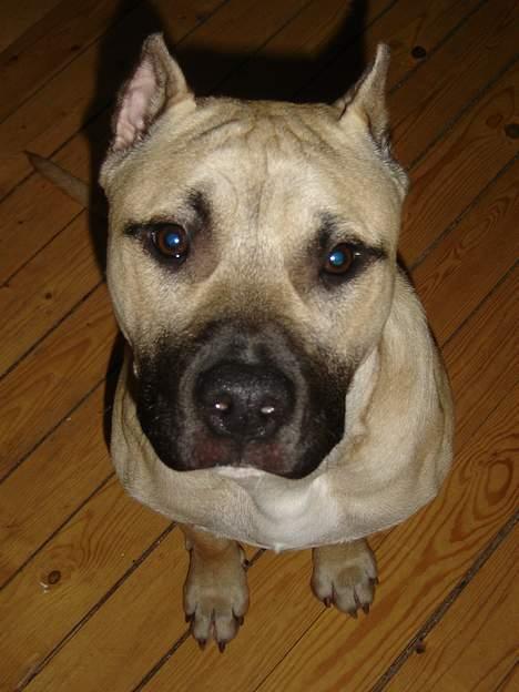 Blanding af racer Diago - Heiiii mor ;) billede 2