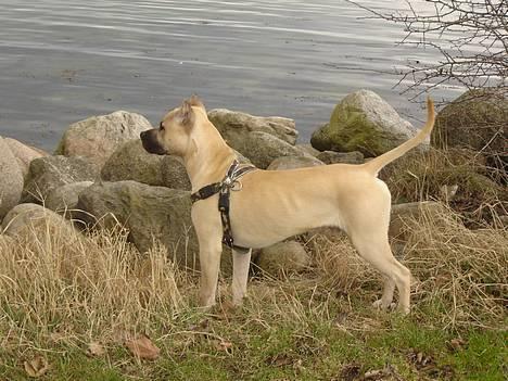 Blanding af racer Diago - Hmmmmm.... de der fugle kunne jeg godt tænke mig at få fat i.... gg billede 3