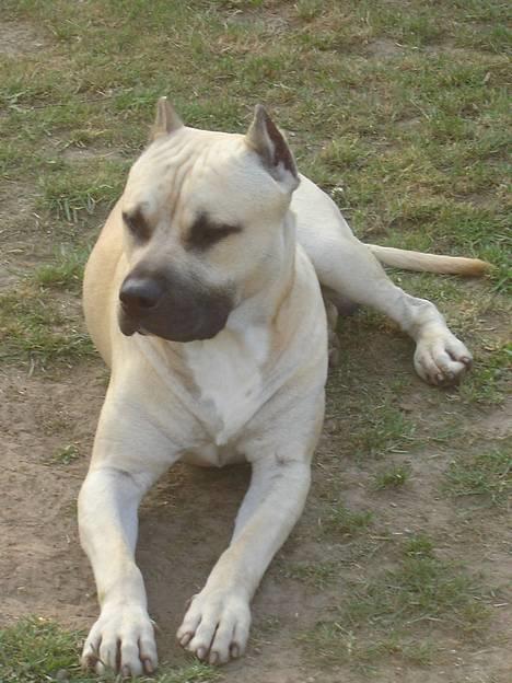 Blanding af racer Diago - Mor, se hvor pænt jeg kan ligge.... smiler billede 4