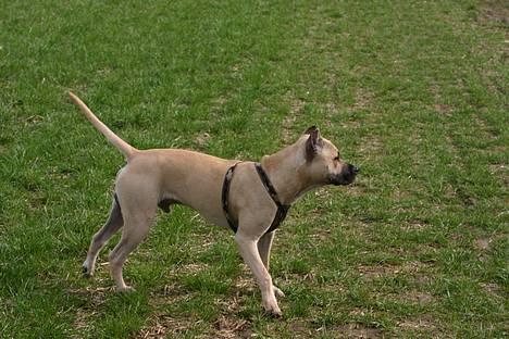 Blanding af racer Diago - Halloooooo er der nogen.....  billede 5