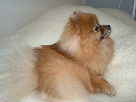 Pomeranian Uno billede 17