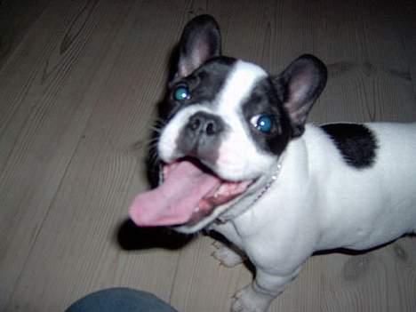 Fransk bulldog Rita - Gene Simmons hund!!!! billede 7