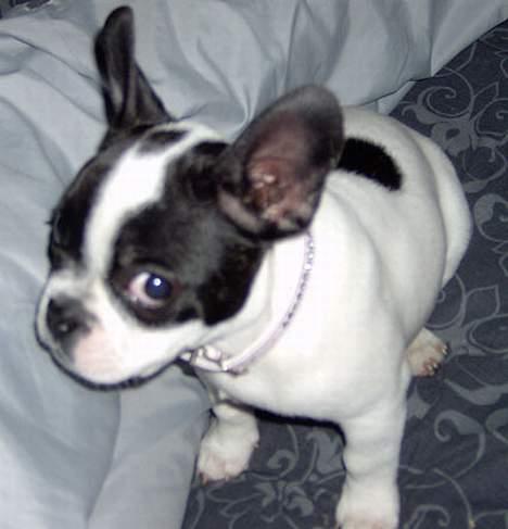 Fransk bulldog Rita - Hvad? Det var ikke mig der tog din mad! billede 8