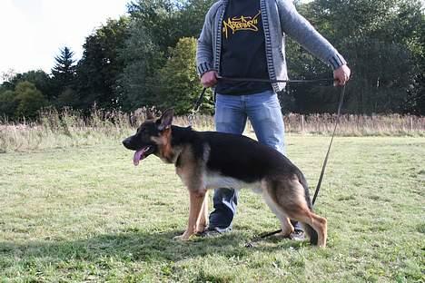 Schæferhund Lyshøj's Xarcho - Xarcho´s første stævne. billede 1