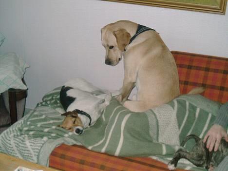 Dansk svensk gaardhund Rita (DØD 02.02.07) - Huuuh han ser med foelskede øjne på mig billede 11