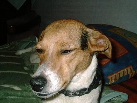 Dansk svensk gaardhund Rita (DØD 02.02.07) - Jeg er vågen far billede 12