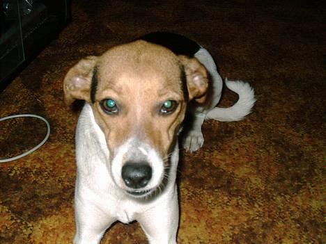 Dansk svensk gaardhund Rita (DØD 02.02.07) - Se mine ører billede 13