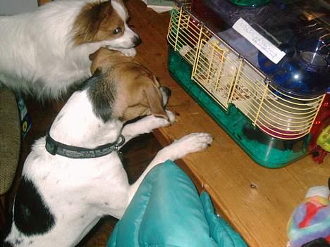 Dansk svensk gaardhund Rita (DØD 02.02.07) - Ju huh! Mad bag tremmer billede 14