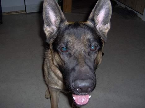 Schæferhund Lyshøj's Xarcho - Close up, på Xarcho´s hoved. billede 2