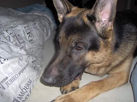 Schæferhund Lyshøj's Xarcho - Ja som i kan se kommer Xarcho også i sengen..:-) Ups billede 3