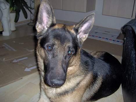 Schæferhund Lyshøj's Xarcho - Tager du nu billede af mig igen. billede 4