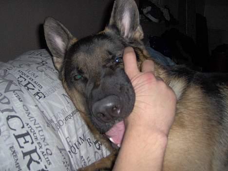 Schæferhund Lyshøj's Xarcho - Fars hånd er altid gå at tygge lidt i..:-) billede 5