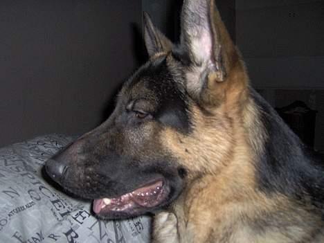 Schæferhund Lyshøj's Xarcho - Hmm, stop nu... billede 6