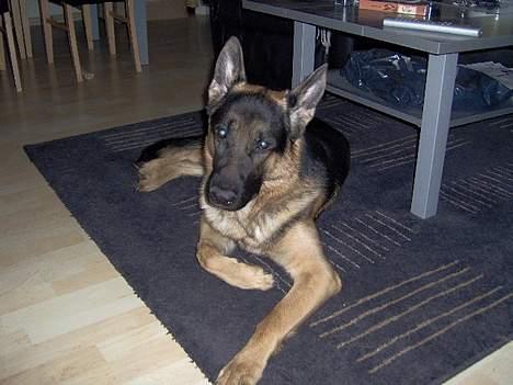 Schæferhund Lyshøj's Xarcho - Er jeg ikke fin..? billede 7