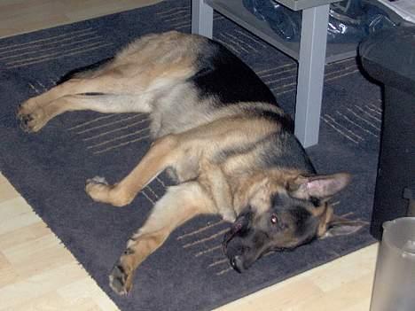 Schæferhund Lyshøj's Xarcho - Jeg er lidt træt... billede 8