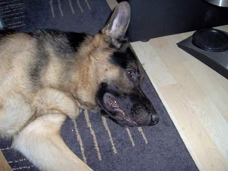 Schæferhund Lyshøj's Xarcho - Lad mig nu sove... billede 9