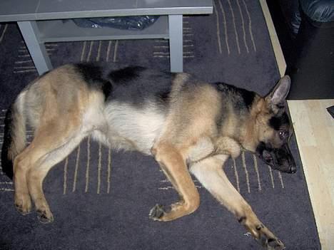 Schæferhund Lyshøj's Xarcho - Ja så går den ikke længere nu vil jeg sove... billede 10