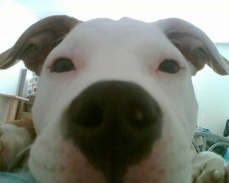 Amerikansk staffordshire terrier Keyto - Hejsa, det er mig som at der er Keyto billede 1