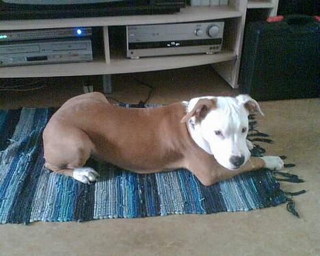 Amerikansk staffordshire terrier Keyto - Dav igen.. (bemærk tyggebenet i venstre side af hans mund?) billede 2