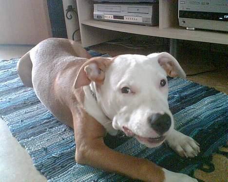 Amerikansk staffordshire terrier Keyto - Jeg spiser altså lige.. *Gumle gumle* billede 3